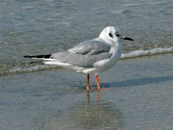 Are There Different Kinds of Seagulls? - Bonaparte's Gull (Chroicocephalus philadelphia)