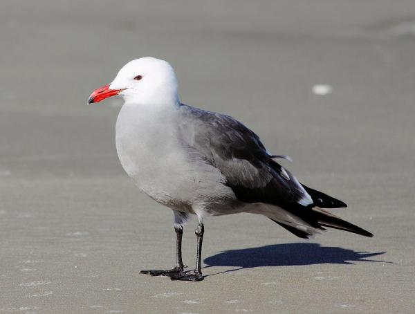 Are There Different Kinds of Seagulls? - Heermann's gull (Larus heermanni)