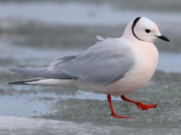 Are There Different Kinds of Seagulls? - Ross's Gull (Rhodostethia rosea)