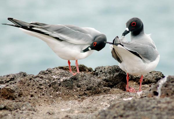 Are There Different Kinds of Seagulls? - Swallow-tailed Gull (Creagrus furcatus)