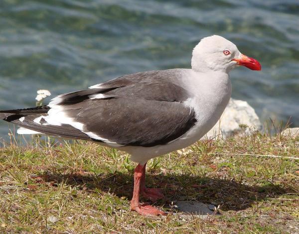 Are There Different Kinds of Seagulls? - Swallow-tailed Gull (Leucophaeus scoresbii)