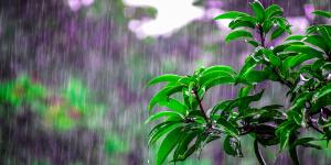 Why Does Rain Have a Certain Smell?