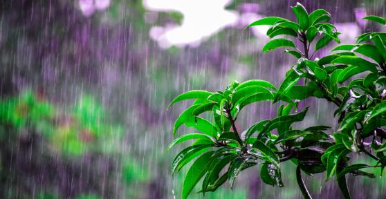 Why Does Rain Have a Certain Smell?