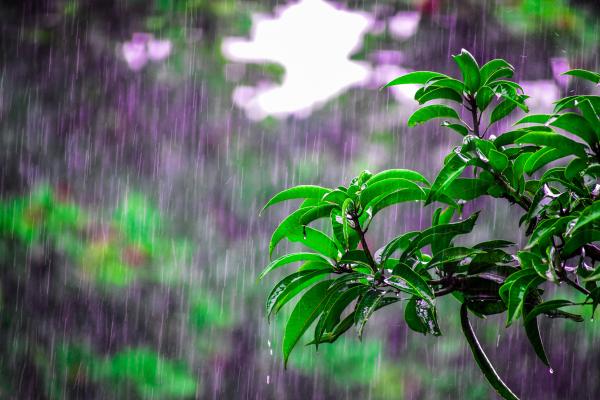 Why Does Rain Have a Certain Smell?