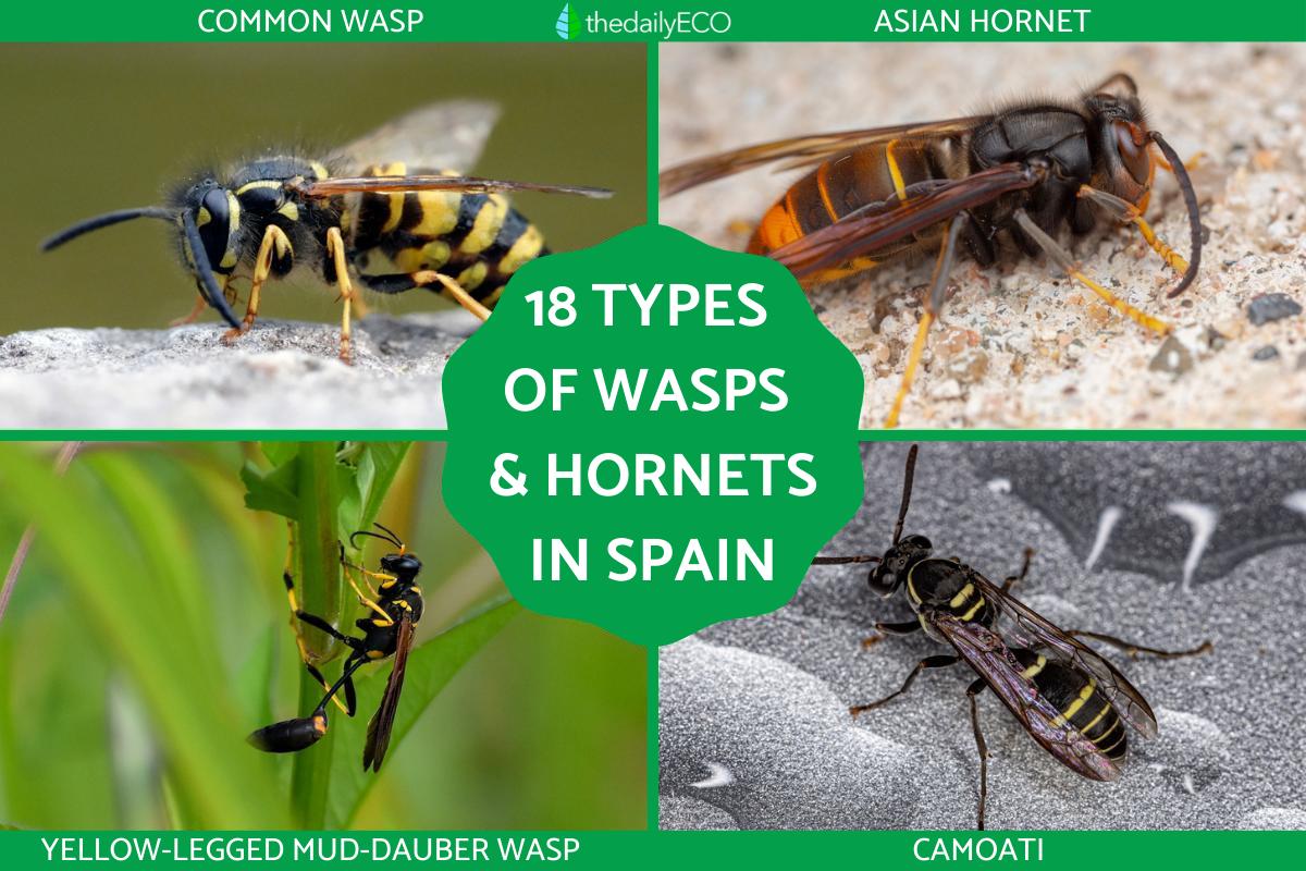 Types of Wasps and Hornets in Spain