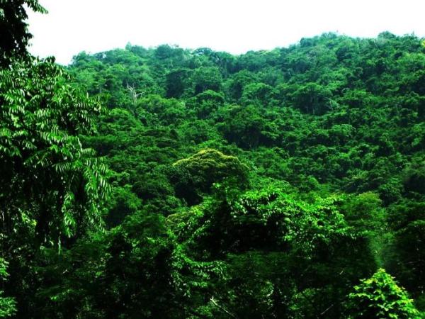 What Are Jungle Ecosystems? - Different types of jungles