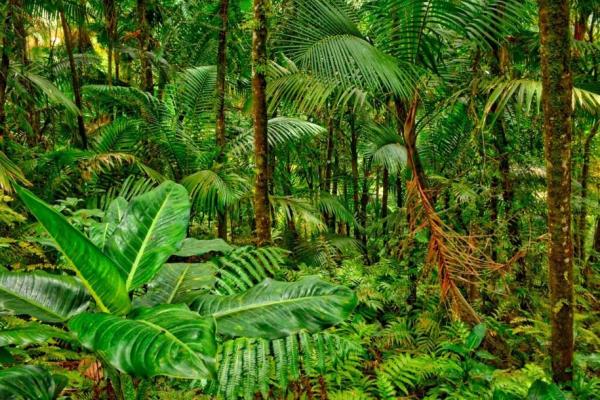 What Are Jungle Ecosystems?