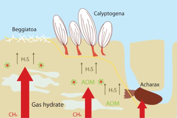 What Is Chemosynthesis and How Is It Different From Photosynthesis? - What is chemosynthesis?