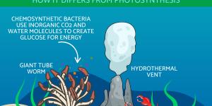 What Is Chemosynthesis and How Is It Different From Photosynthesis?