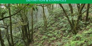 Laurel Forest Definition and Examples