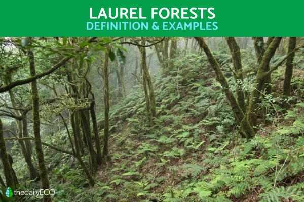 Laurel Forest Definition and Examples