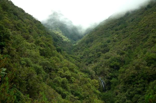 Laurel Forest Definition and Examples - What is a laurel forest?