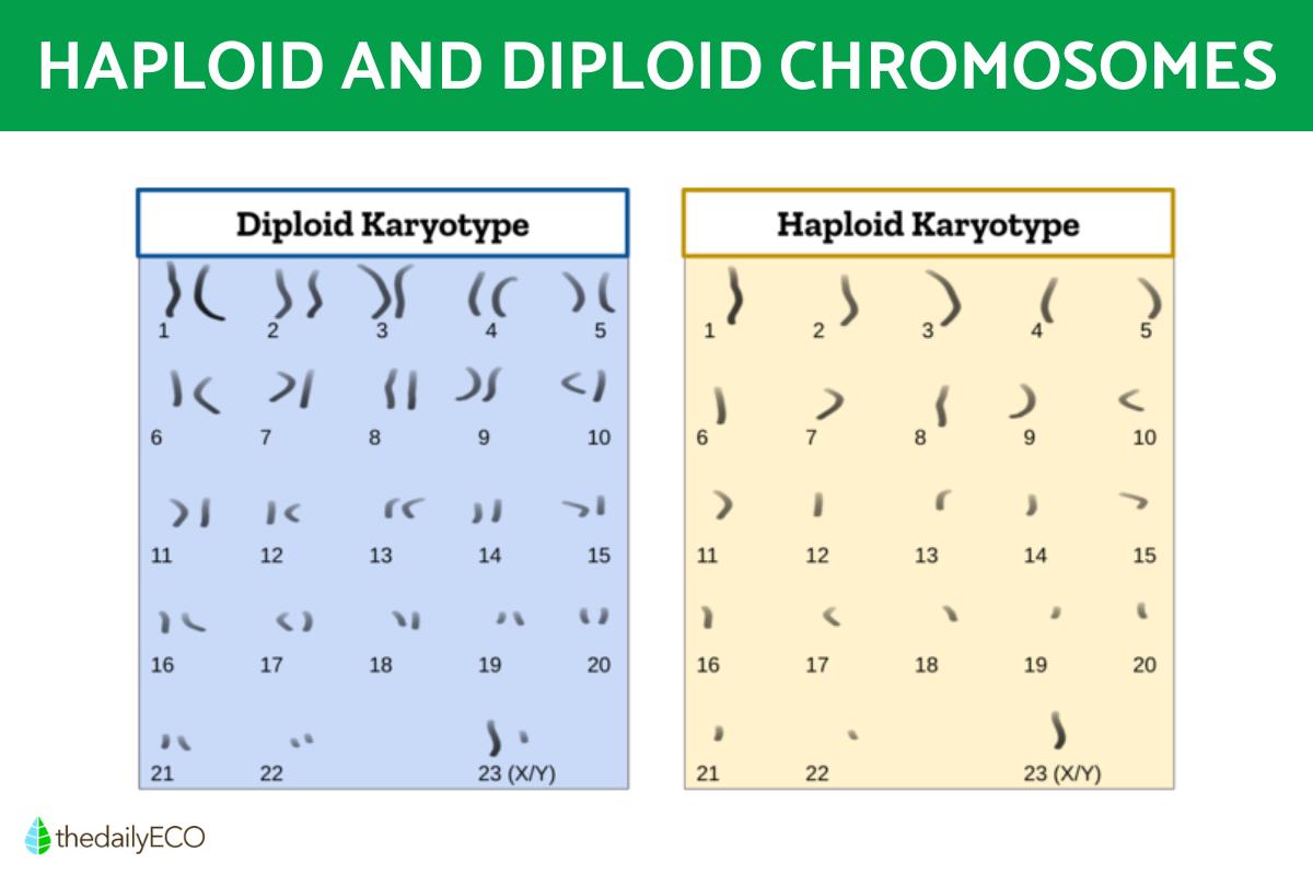 Difference Between Haploid and Diploid Cells Biology Diagrams