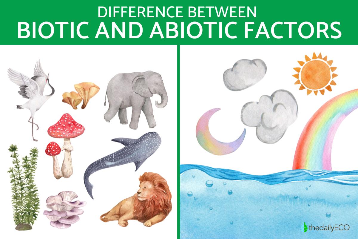What Is the Difference Between Biotic and Abiotic Factors?