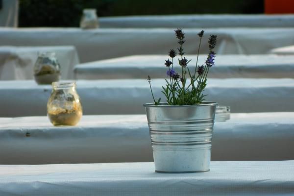 Lavender for Pots Care Guide - Best pots for lavender