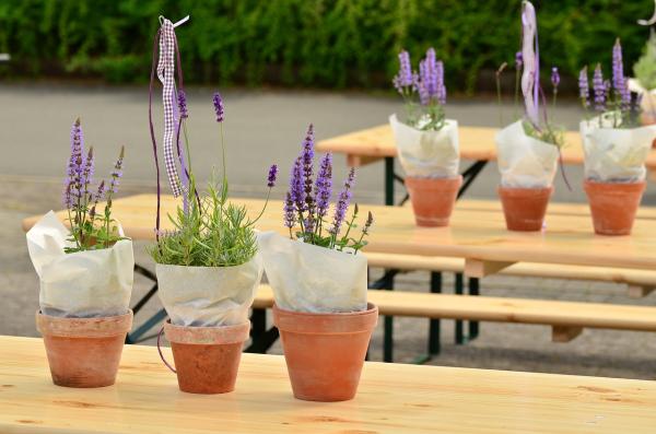Lavender for Pots Care Guide - Fertilizer for potted lavender
