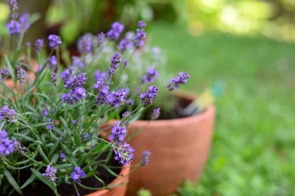 Lavender for Pots Care Guide