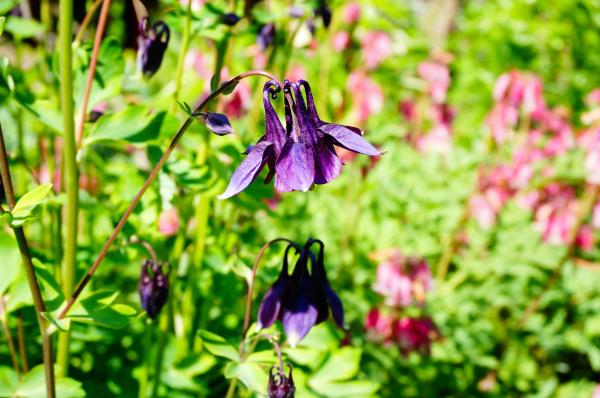 Plants With Black Flowers - Names and Photos - Black columbine (Aquilegia vulgaris)