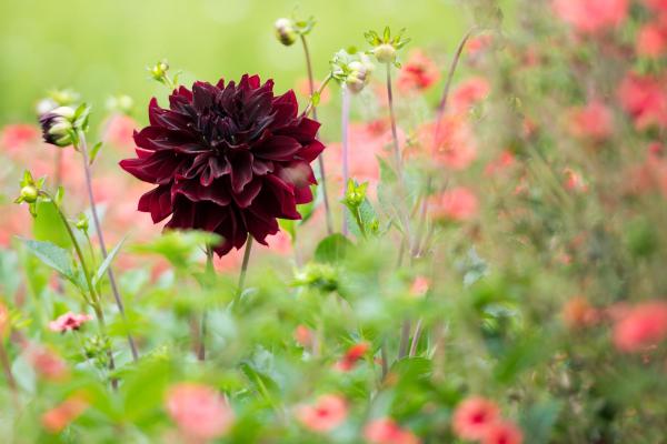 Plants With Black Flowers - Names and Photos - Black dahlia (Dahlia)