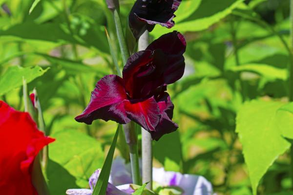 Plants With Black Flowers - Names and Photos - Black gladiolus (Gladiolus)