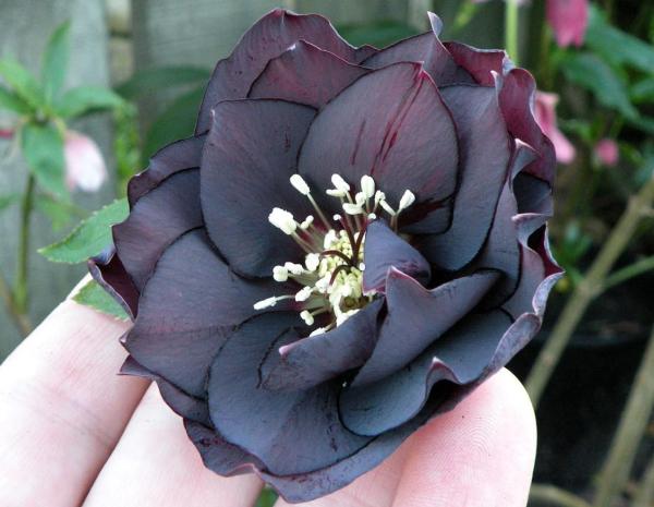 Plants With Black Flowers - Names and Photos - Black hellebore (Helleborus niger)