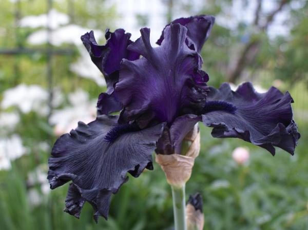 Plants With Black Flowers - Names and Photos - Black iris (iris)