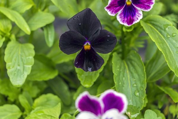 Plants With Black Flowers - Names and Photos - Black pansy (Viola × wittrockiana)