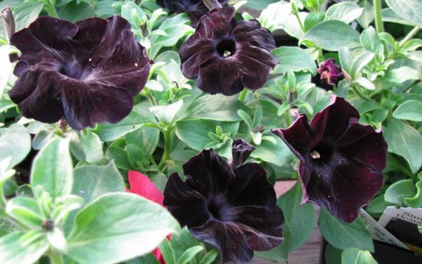 Plants With Black Flowers - Names and Photos - Black petunia (petunia)