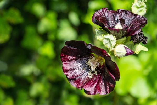 Plants With Black Flowers - Names and Photos - Black tree mallow (Malva arborea)