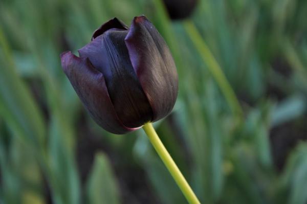 dark purple flowers names