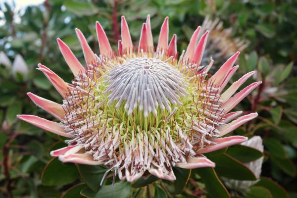 What is the Largest Flower in the World? - King protea (Protea cynaroides)