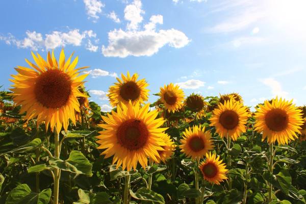What is the Largest Flower in the World? - Mammoth sunflower (Helianthus annuus)