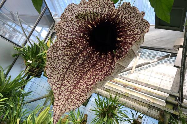 What is the Largest Flower in the World? - Pelican flower (Aristolochia grandiflora)