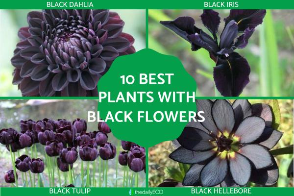 11 Most Beautiful Black Flowers Plants for Your Garden (with Pictures)