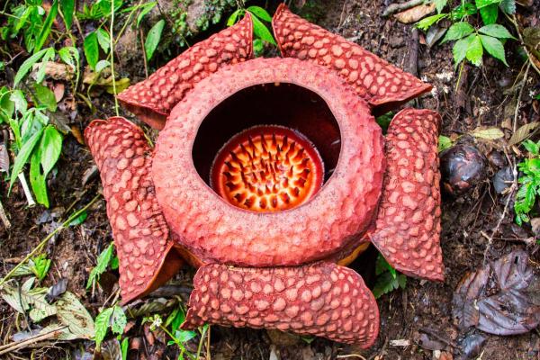 What is the Largest Flower in the World? - The corpse flower is the largest flower in the world