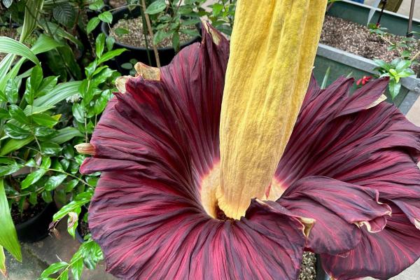 What is the Largest Flower in the World? - Titan arum (Amorphophallus titanum)