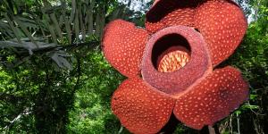 What is the Largest Flower in the World?