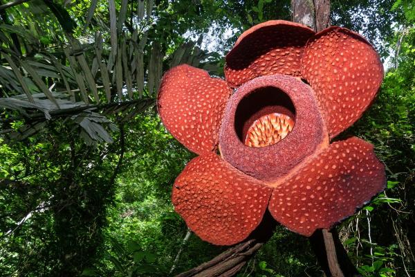 What is the Largest Flower in the World?