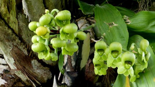 The Rarest Orchids in the World - Catasetum (Catasetum spp.)