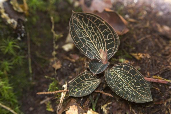 The Rarest Orchids in the World - Filigree orchids (Anoectochilus spp.)