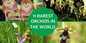 The Rarest Orchids in the World