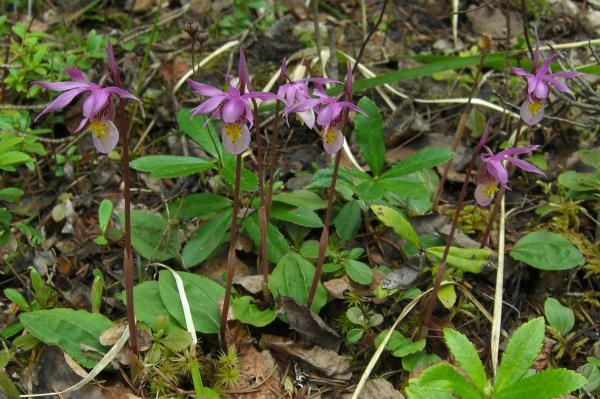 The Rarest Orchids in the World - Venus's slipper (Calypso bulbosa)