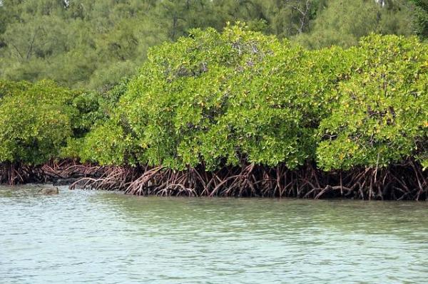 What Are Mangroves and Why Are They Important? - What are mangroves and their characteristics