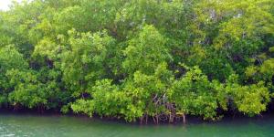 What Are Mangroves and Why Are They Important?