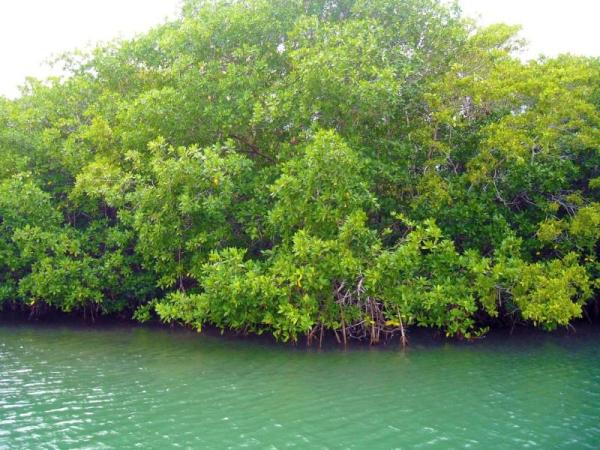 What Are Mangroves and Why Are They Important?