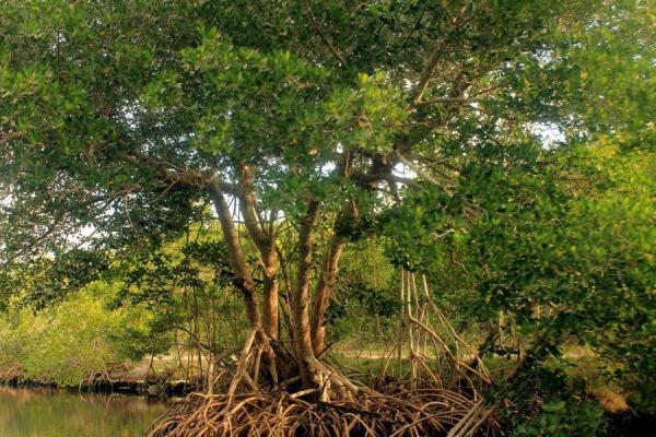 What Are Mangroves and Why Are They Important? - What is special about mangrove trees?