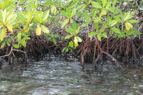 What Are Mangroves and Why Are They Important? - Why are mangroves important?