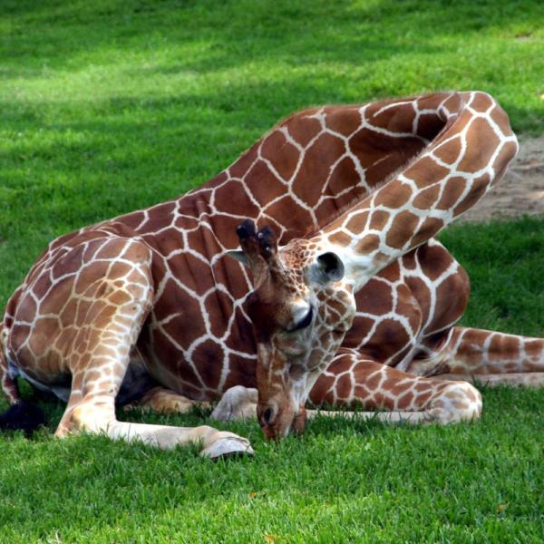 How Do Giraffes Sleep? - Sleeping Habits of Giraffes