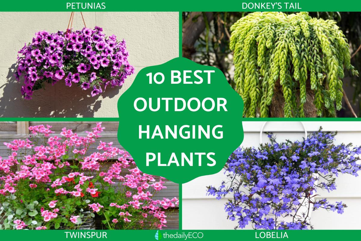 10 Best Hanging Plants for Outdoor Spaces With Photos