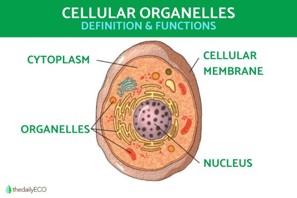 Cell Organelles Definition and Functions